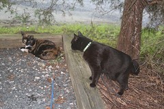 Katten eindelijk uit de kennels