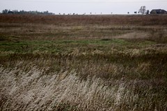 Kleurrijke prairie