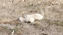 Witte prairie dogs