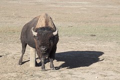 Buffel met jeuk