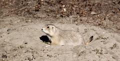 Prairie dog