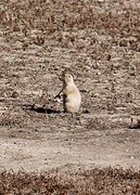 Nogmaals prairiedog
