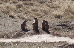 Vier prairiedogs