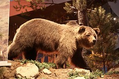 Grizzlybeer