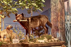 Grijze wolf