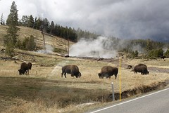 Buffels tussen de geisers