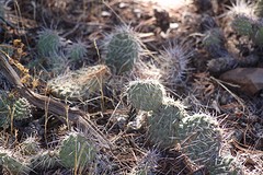 Cactussen