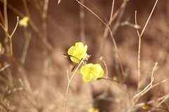 Eindelijk iets in bloei
