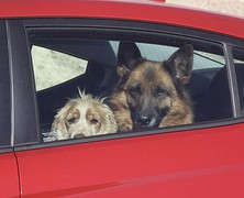 Waakhonden