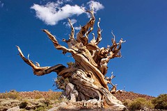 Gejatte foto van de bristlecone pine