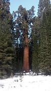 De General Sherman-boom