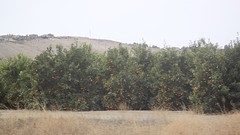 Sinaasappelbomen