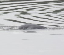 Rug van een zeehond (?)