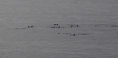 Orka's