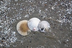 Sand dollars