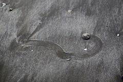 Sand dollar met spoor
