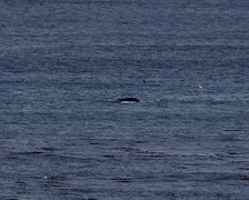 Walvis