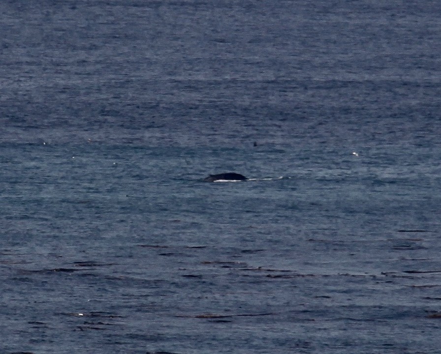 Walvis