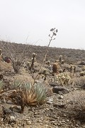 Agave die doodgaat