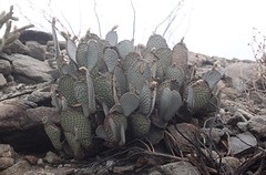 Beaver tail cactus