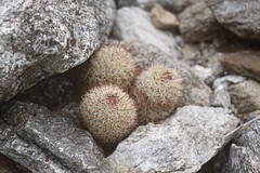 Fish hook cactus