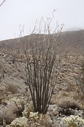 Ocotilllo - geen cactus maar met doorns