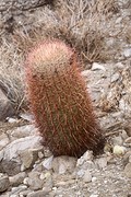 Bolcactus