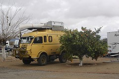 Kamperen naast sinaasappelboom