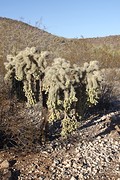 Deze cholla's hebben Joep al veel ellende bezorgd