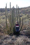 Zo groot is de orgelpijpcactus