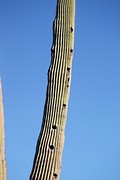 Spechtgaten in de saguaro-cactus
