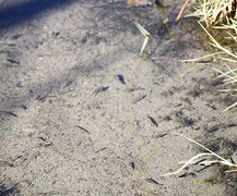 Heel veel pupfish