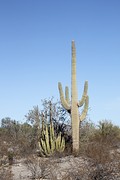 Van links naar rechts: een senita en een saguaro
