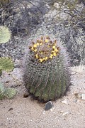 Bolcactus in bloei