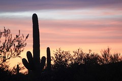 Saguaro-cactus