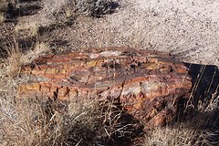 Petrified wood