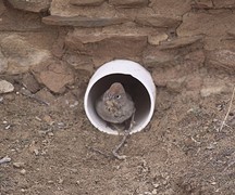 Een ons onbekende vogel