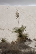 Snelgroeiende yucca