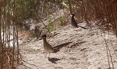 Maar liefst twee roadrunners