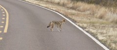 Coyote