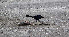 Spotvogel met prooi