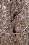Golden wing blackbirds