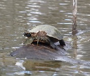 Schildpad