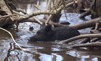 Wild varken