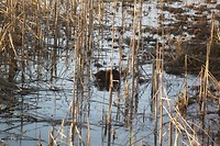 Muskusrat