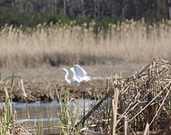 Reigers in het moeras