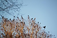 Een boom vol vogels