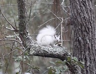 Witte eekhoorn