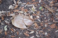 Prehistorische krab