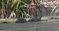 Reuzeschildpadden